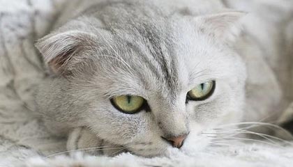 塔城最新公积金卡提取方法分析(最方便真实的塔城公积金卡提取后还可以继续使用吗方法)